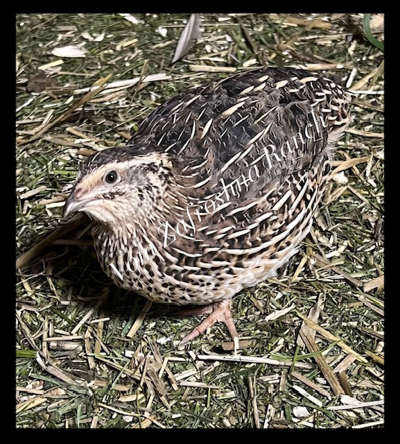 Jumbo Pharaoh Coturnix Quail Adult Hens | www.vomzafroshnaranch.com